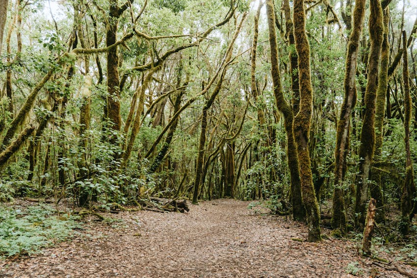 Discover the serenity of La Palmita's lush laurel forest in Canarias, Spain.