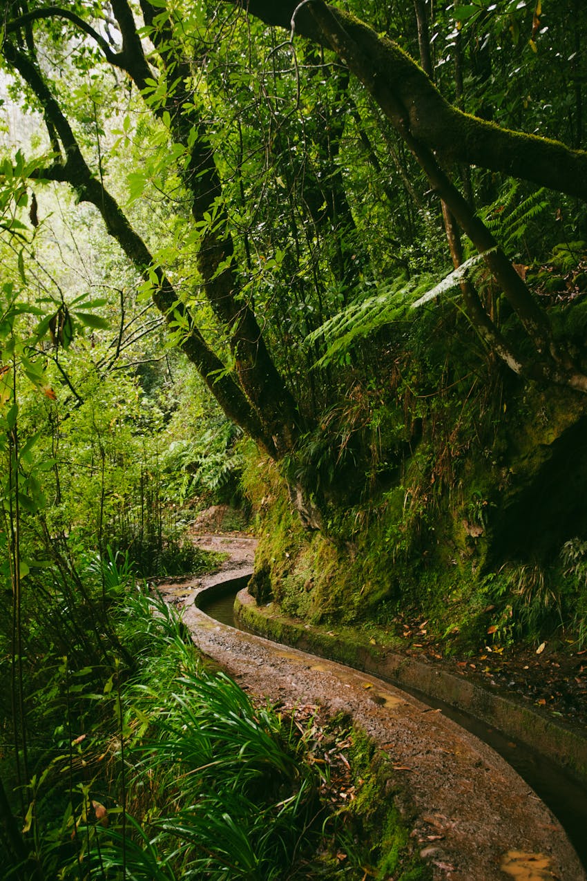Explore the verdant levada trails of Madeira, Portugal, surrounded by lush greenery.