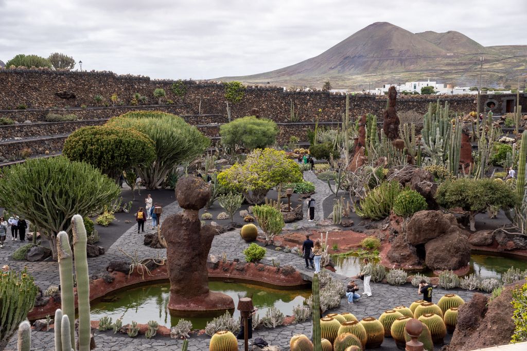 Explore the vibrant cactus garden with diverse flora in Lanzarote, Spain's volcanic landscape.